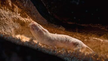 Nous avons découvert une autre raison pour laquelle les rats-taupes nus vivent si longtemps