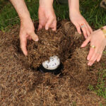 La photo montre quatre mains de deux personnes remplissant un trou de saleté remplie de paille. À l'intérieur du trou, qui fait partie d'une fourmile, se trouve un pot de lait. Le pot est recouvert de tissu de fromage blanc sur lequel les fourmis rampent.