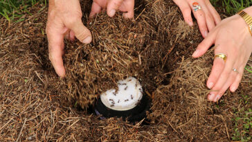 La photo montre quatre mains de deux personnes remplissant un trou de saleté remplie de paille. À l'intérieur du trou, qui fait partie d'une fourmile, se trouve un pot de lait. Le pot est recouvert de tissu de fromage blanc sur lequel les fourmis rampent.