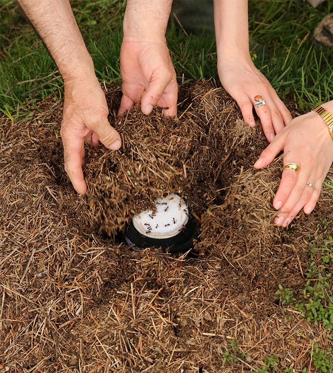 La photo montre quatre mains de deux personnes remplissant un trou de saleté remplie de paille. À l'intérieur du trou, qui fait partie d'une fourmile, se trouve un pot de lait. Le pot est recouvert de tissu de fromage blanc sur lequel les fourmis rampent.