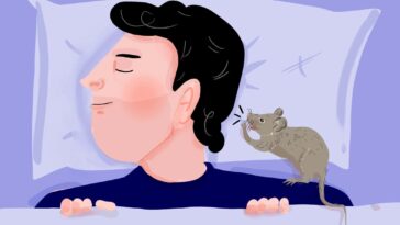 Que pourrait essayer l'humble souris de maison?