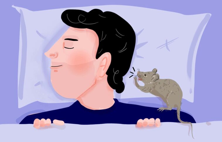 Que pourrait essayer l'humble souris de maison?