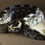 Quels serpents venimeux frappent le plus rapidement ?