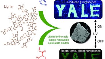 Questions et réponses : Se tourner vers les arbres pour une photoluminescence durable
