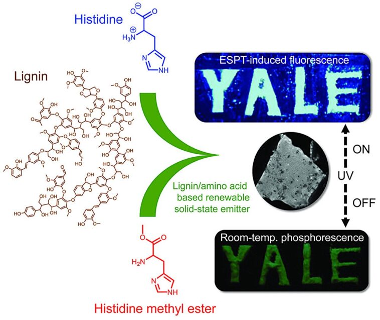 Questions et réponses : Se tourner vers les arbres pour une photoluminescence durable