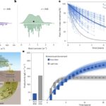 Selon une étude, les racines absorbantes entraînent l’accumulation de carbone dans les sols forestiers par le biais d’effets itératifs Selon une étude, les racines absorbantes entraînent l’accumulation de carbone dans les sols forestiers par le biais d’effets itératifs