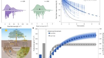 Selon une étude, les racines absorbantes entraînent l’accumulation de carbone dans les sols forestiers par le biais d’effets itératifs