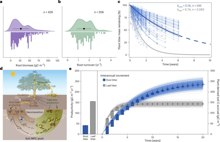 Selon une étude, les racines absorbantes entraînent l’accumulation de carbone dans les sols forestiers par le biais d’effets itératifs
