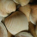 Shells de palourdes Alarme sonore sur les courants instables de l'Atlantique Nord Shells de palourdes Alarme sonore sur les courants instables de l'Atlantique Nord