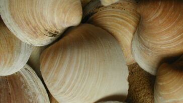 Shells de palourdes Alarme sonore sur les courants instables de l'Atlantique Nord