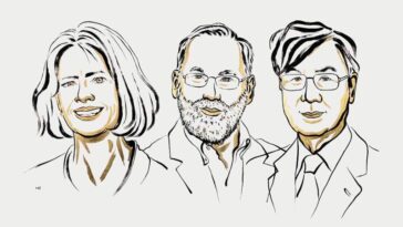 Trouver des cellules immunitaires qui empêchent un corps de s'attaquer gagne le Nobel de médecine