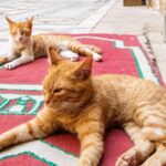 2PMP2DP Cats lying down and resting on the floor in the courtyard of Mosque-Madrasa of Sultan Hasan in Cairo, Egypt