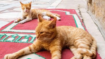 2PMP2DP Cats lying down and resting on the floor in the courtyard of Mosque-Madrasa of Sultan Hasan in Cairo, Egypt