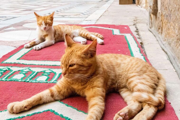 2PMP2DP Cats lying down and resting on the floor in the courtyard of Mosque-Madrasa of Sultan Hasan in Cairo, Egypt