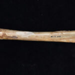 Un ancien os de kangourou géant porte une entaille au milieu, une marque de coupure qui, selon les chercheurs, est plus révélatrice d'une collecte de fossiles que d'un dépeçage d'animaux.