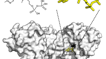 Un outil d’IA aide à faire correspondre les enzymes aux substrats
