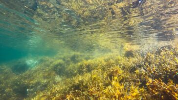 Un rapport appelle à un investissement de 14 milliards de dollars pour protéger et restaurer les forêts de varech dans le monde