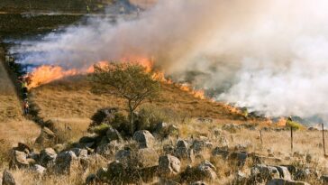 Un rapport montre que le changement climatique alimente des saisons extrêmes d’incendies de forêt à travers la Terre