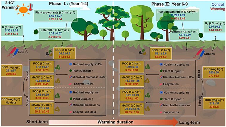Un réchauffement modéré ne condamnera peut-être pas le stockage du carbone dans les forêts subtropicales humides