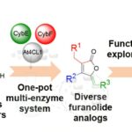 Un système basé sur des enzymes produit des ingrédients actifs polyvalents pour la découverte et les tests de médicaments