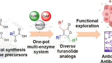 Un système basé sur des enzymes produit des ingrédients actifs polyvalents pour la découverte et les tests de médicaments