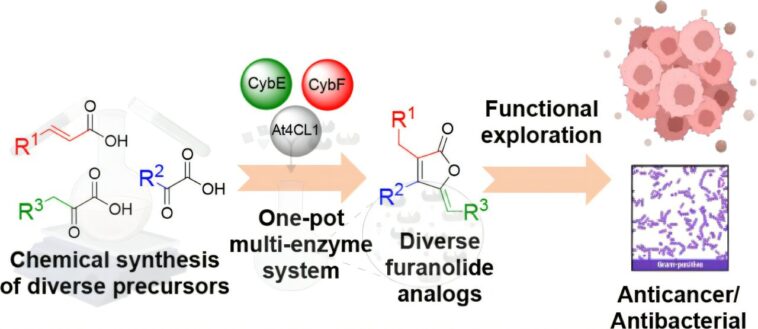 Un système basé sur des enzymes produit des ingrédients actifs polyvalents pour la découverte et les tests de médicaments