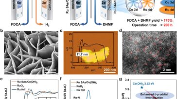 Un système électrochimique convertit le composé végétal en deux produits précieux à la fois