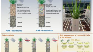 Une combinaison plante-champignon des zones humides nettoie les PFAS dans une étude pilote
