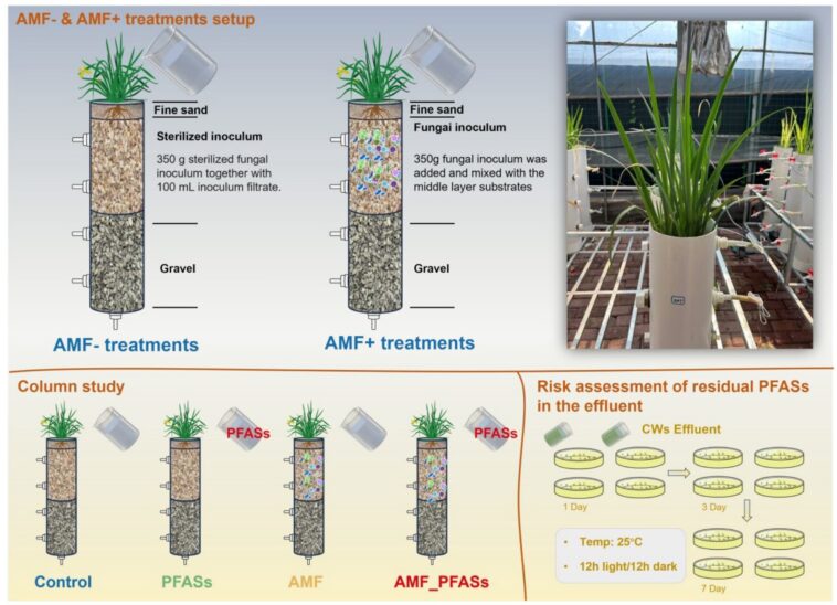 Une combinaison plante-champignon des zones humides nettoie les PFAS dans une étude pilote