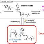 Une étiquette moléculaire photoactivable illumine la vie à l’intérieur des cellules vivantes