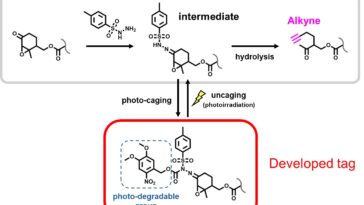 Une étiquette moléculaire photoactivable illumine la vie à l’intérieur des cellules vivantes