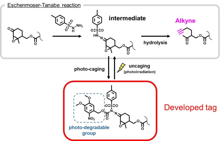 Une étiquette moléculaire photoactivable illumine la vie à l’intérieur des cellules vivantes