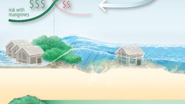 Une étude met en évidence les avantages des mangroves pour réduire les dommages matériels lors des ouragans