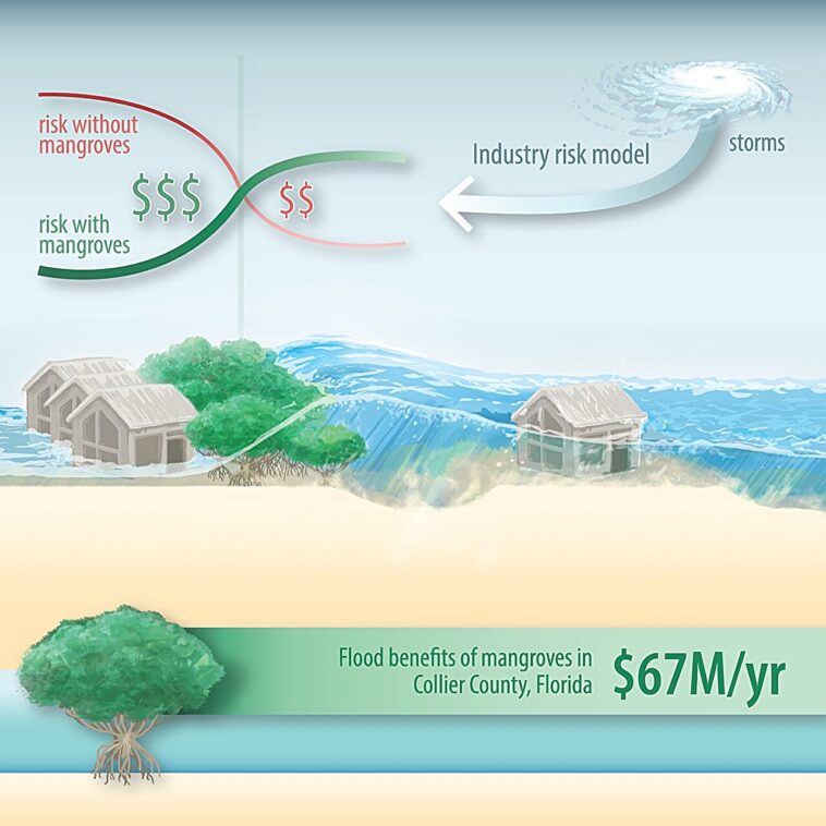 Une étude met en évidence les avantages des mangroves pour réduire les dommages matériels lors des ouragans