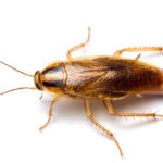 Une étude relie les infestations de blattes à des allergènes et des endotoxines domestiques plus élevés