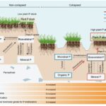 Une étude sur le pergélisol révèle qu'un dégel brutal accélère le cycle du phosphore dans le sol, compensant ainsi la libération de carbone