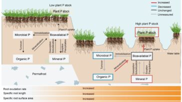 Une étude sur le pergélisol révèle qu'un dégel brutal accélère le cycle du phosphore dans le sol, compensant ainsi la libération de carbone