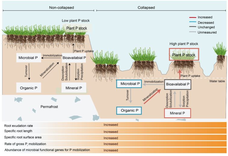 Une étude sur le pergélisol révèle qu'un dégel brutal accélère le cycle du phosphore dans le sol, compensant ainsi la libération de carbone