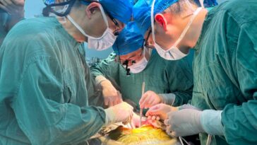 Surgeons carrying out the pig liver transplant at the First Affiliated Hospital of Anhui Medical University, China, in May 2024