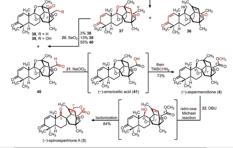Une nouvelle stratégie moléculaire permet la synthèse complète d’un produit naturel anti-SARM