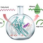 Une plateforme biocatalytique performante pour la production d’hydrocarbures verts