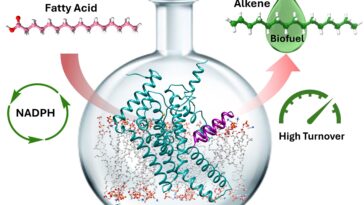 Une plateforme biocatalytique performante pour la production d’hydrocarbures verts
