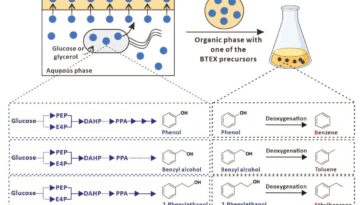 Une plateforme chimobiologique permet la conversion renouvelable des sucres en hydrocarbures aromatiques de base du pétrole
