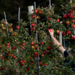 Une recette pour éviter 15 millions de morts par an et la catastrophe du climat est de réparer les aliments, disent les scientifiques