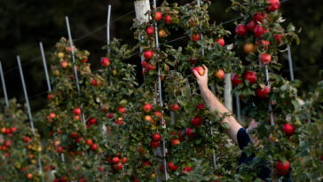 Une recette pour éviter 15 millions de morts par an et la catastrophe du climat est de réparer les aliments, disent les scientifiques