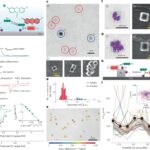 Une technique d'imagerie cartographie les intermédiaires éphémères dans l'électrocatalyse de l'hydrogène