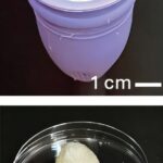 Améliorations de la coupe menstruelle : des ajustements de conception autonettoyants et durables pourraient les rendre plus faciles à utiliser