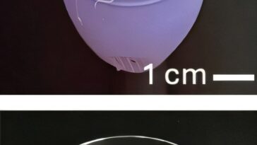 Améliorations de la coupe menstruelle : des ajustements de conception autonettoyants et durables pourraient les rendre plus faciles à utiliser