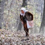 Au Kirghizistan, la plus grande forêt naturelle de noyers du monde disparaît