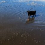 Des pluies record transforment les plaines agricoles de la Pampa argentine en zones humides